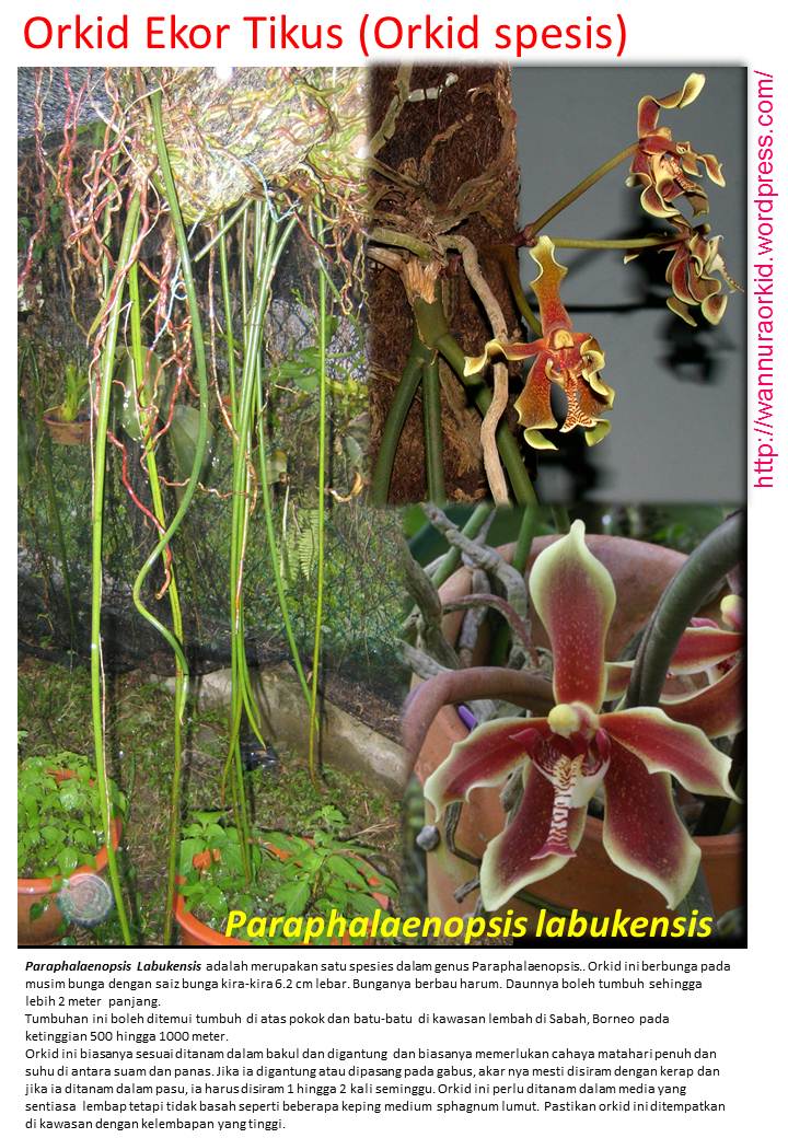Orkid Ekor Tikus (Orkid spesis) « Wannura Orkid